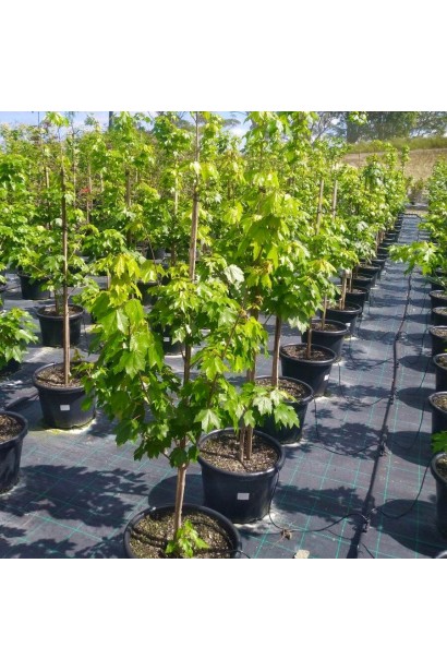 Пірамідальний клен Феєрв’ю Флейм в горщику.